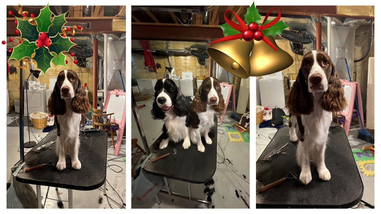 Full Groom English Springer Spaniel| Ember and Cole Get Christmas Haircuts🎄