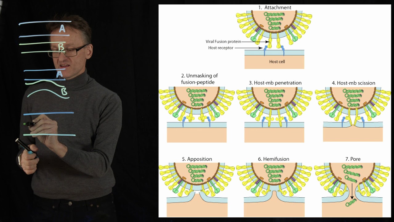 Lecture 08, concept 20: Viral fusion membrane proteins