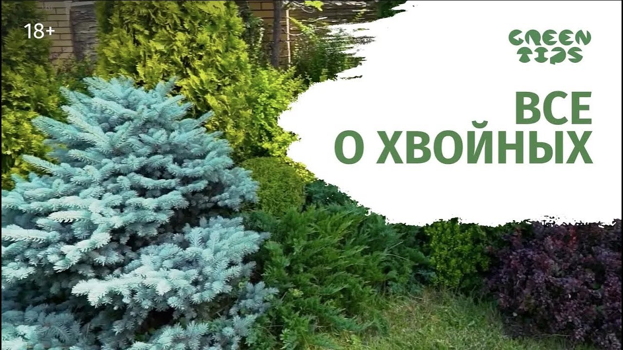 ХВОЙНЫЕ РАСТЕНИЯ В САДУ И ЛАНДШАФТНЫЕ КОМПОЗИЦИИ