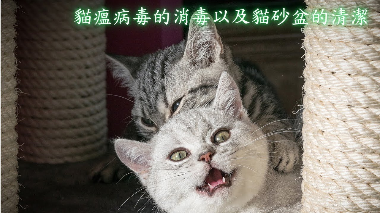 養貓的你，知道如何做貓瘟病毒的消毒以及貓砂盆的清潔嗎？