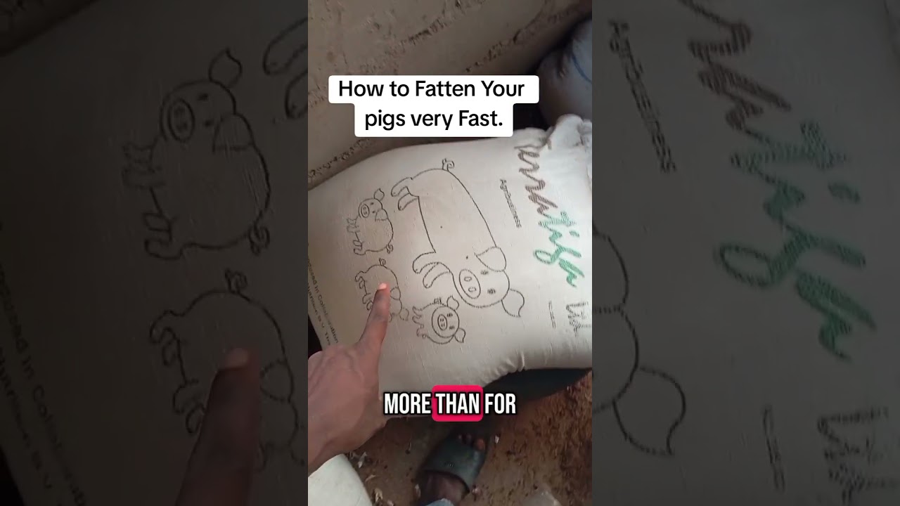 This is a Very Fast way to Fatten your Pigs #fattening #fat #pigs #agriculture #animalhusbandry