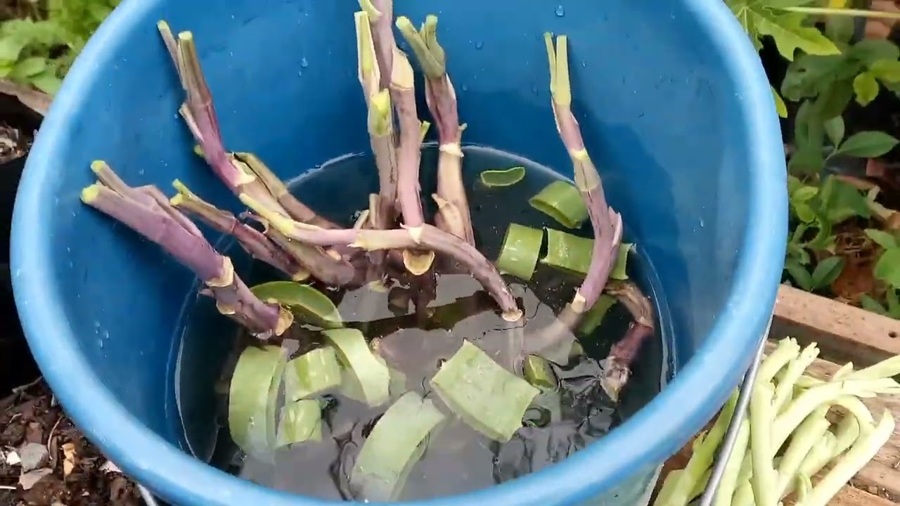 Propagating Kale Plants from Cuttings | L-Shaped Cuttings
