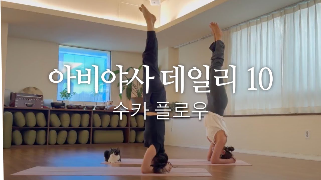 매일 요가 / 아비야사 데일리 10 / 수카플로우 / 비하요가