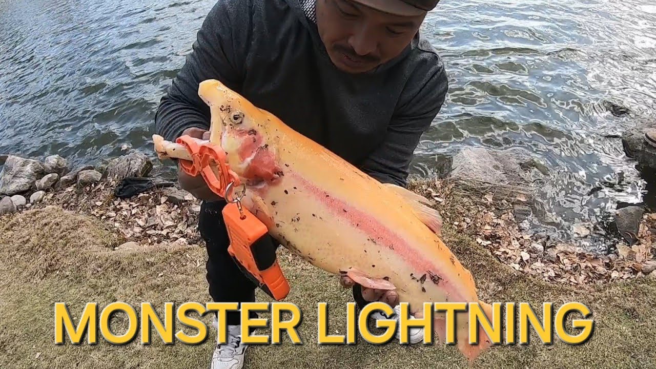 Bfs fishing Monster Lightning Trout - Santee Lakes!