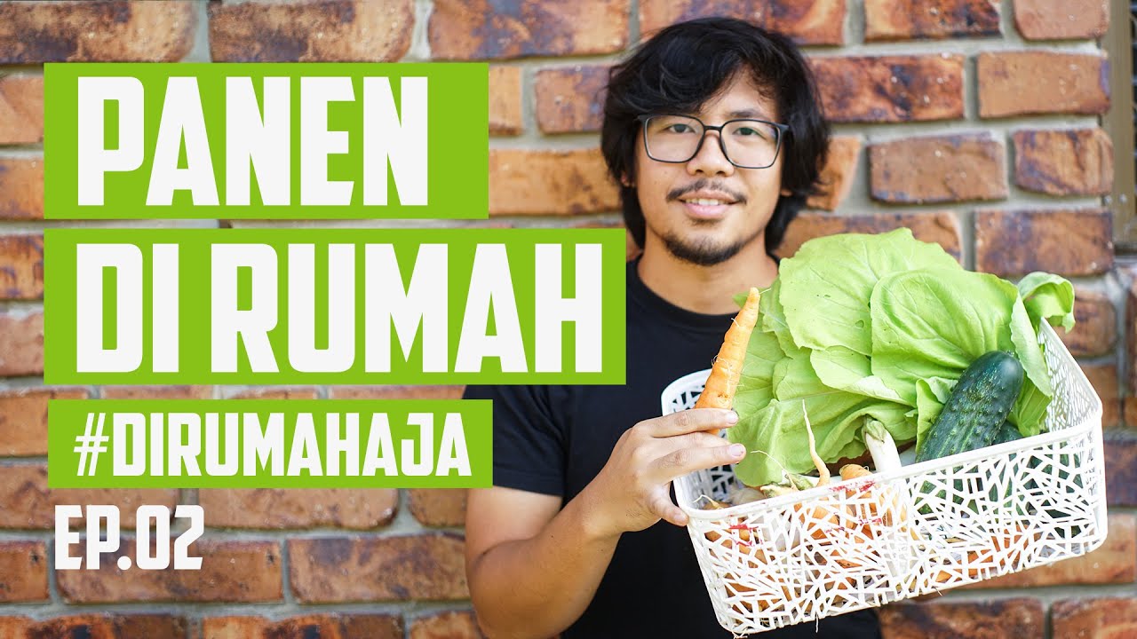 Hasil Berkebun dari Pekarangan Rumah - Berkebun Ep.02