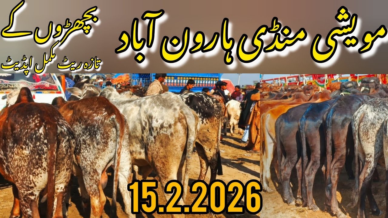 Haroonabad Mandi 2026 | Qavi Baba Bahawalnagar | Bachron Ke Rate Update 🐂