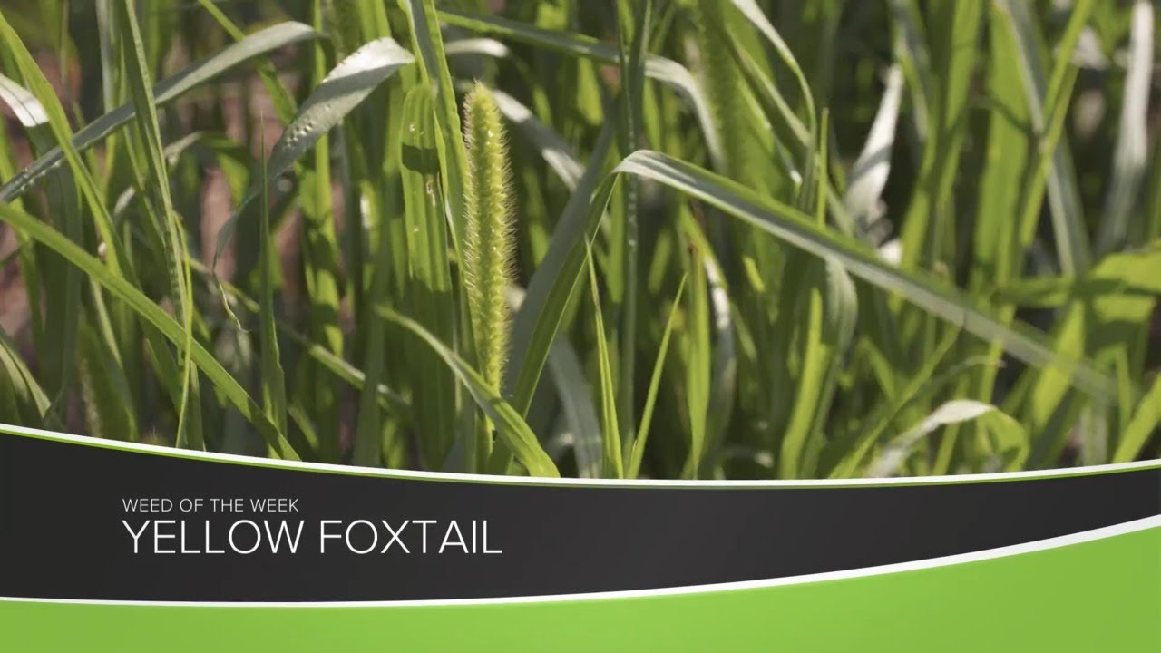 Weed of the Week #1171 Yellow Foxtail (Air Date 9-13-20)