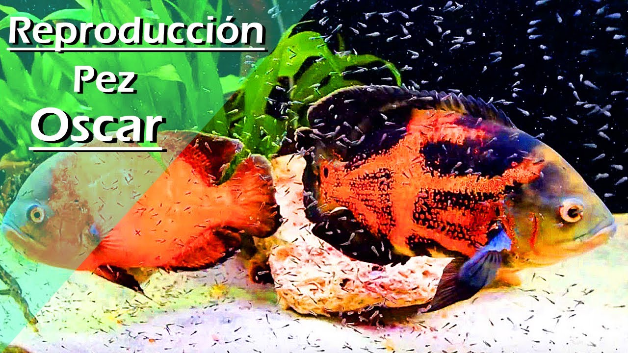 141👁️🧡.- CRÍA de PEZ ÓSCAR (Astronotus ocellatus)  Cómo lograr la REPRODUCCIÓN con ÉXITO