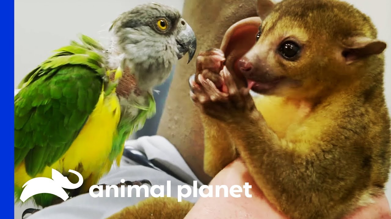Two Exotic Pets Get Expert Treatment From Dr Ross | The Vet Life