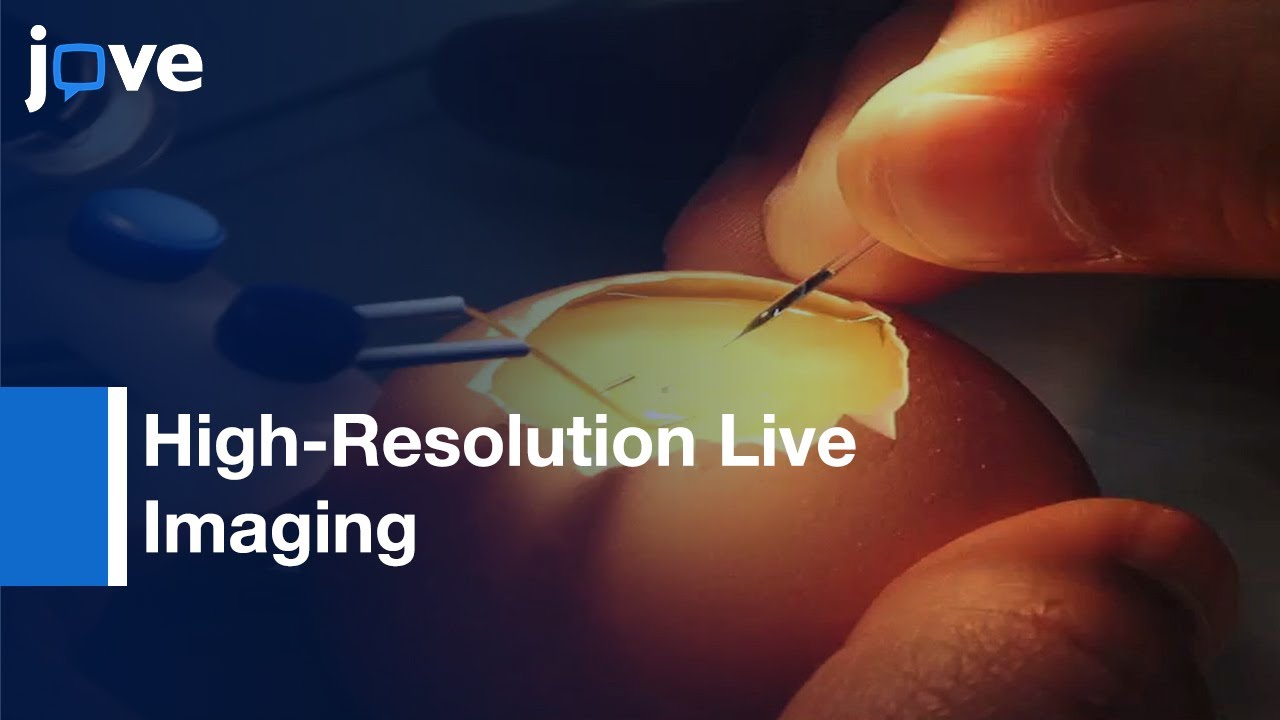 High-Resolution Live Imaging Of Cell Behavior In Developing Neuroepithelium l Protocol Preview
