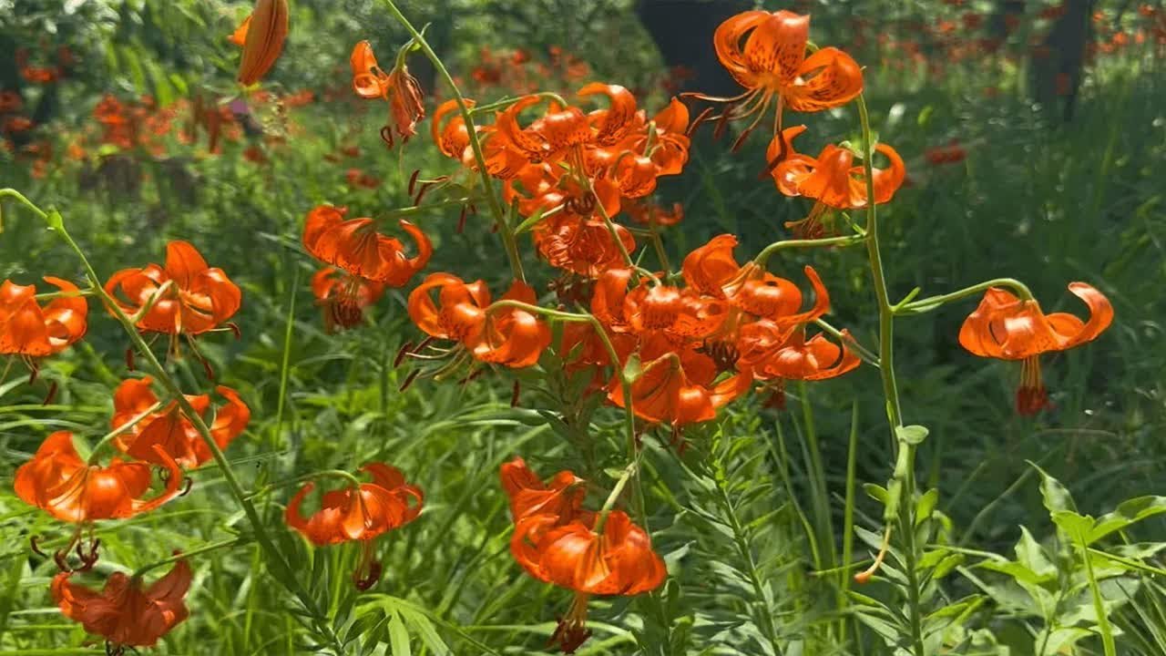 丹东是板栗之乡到底有多少？满山野花景色真美，这是黄花菜吗？