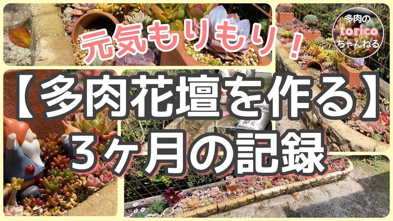 【多肉花壇を一から作る❣️】3ヶ月の記録✨