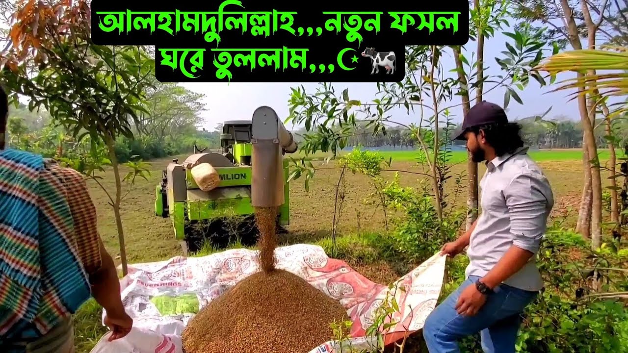 আলহামদুলিল্লাহ,,,নতুন ফসল ঘরে তুললাম,,,☪🐄