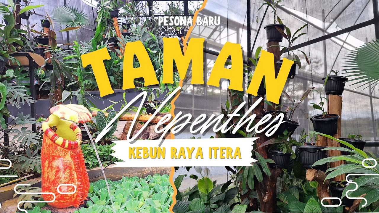 Pengembangan Taman Nepenthes Kebun Raya Itera X PLN UP Tarahan