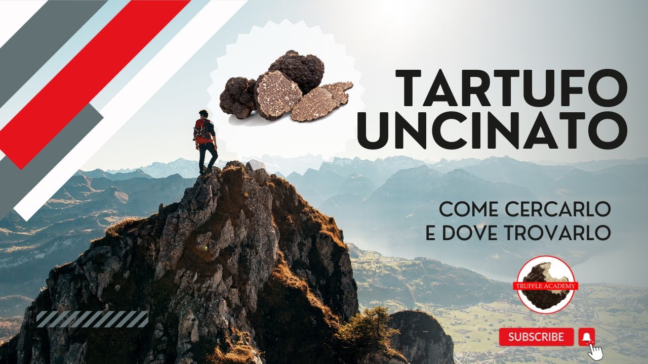 TARTUFO UNCINATO  e come cercarlo.