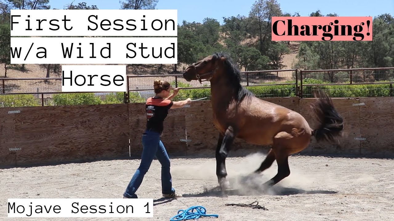 First Session w/a Wild Horse - CHARGING! | Mojave Stud Session 1