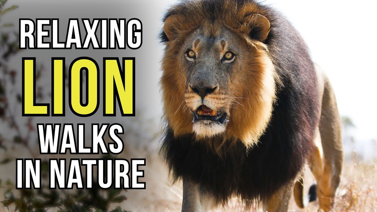 1 Hour of Relaxing LION WALKS 4K | The Lion Whisperer