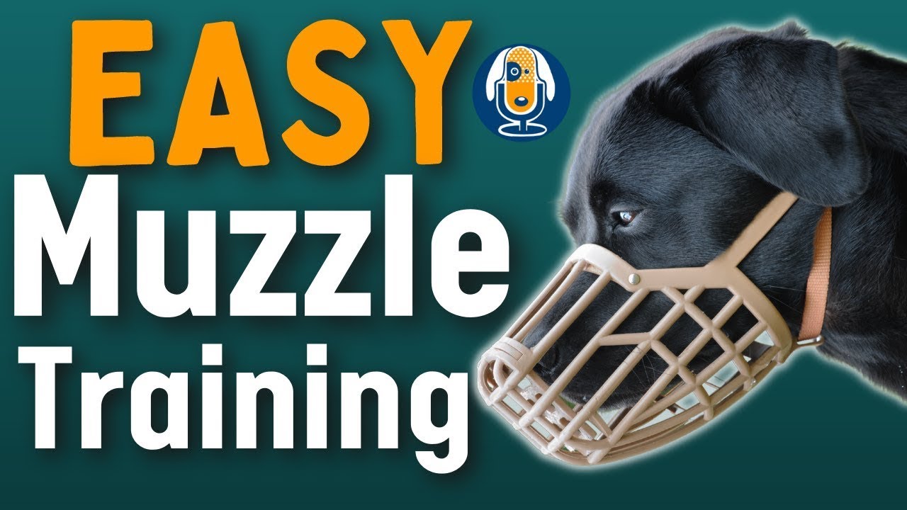 Dog Muzzles: Everything You Need To Know And How To Muzzle Train Dogs #153 #podcast