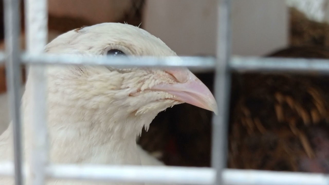 Quail birds eggs and quail birds -||- Bater ka anda - Teetar ke ande - chicken eggs - #Quailbirds