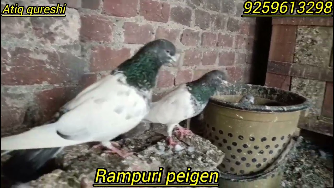 Rampuri kabutar ka suk//atiq qureahi.