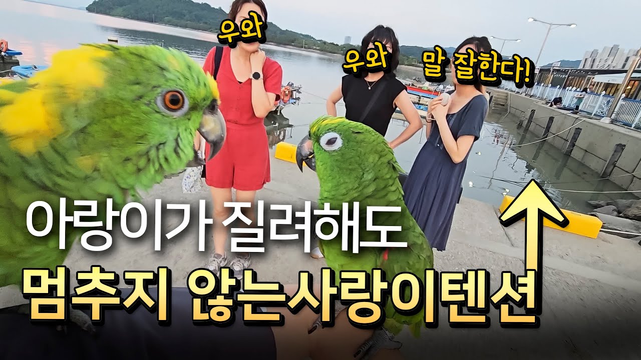 바닷가에 앵무새가 왔다 구경들났네~/ 앵무새 처음본 사람 반응