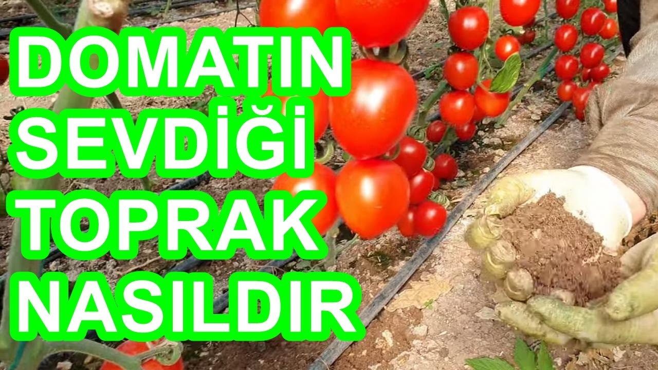 Sera Domatesinde Bitki Besleme -  Beslemede Toprak Faktörü - Domates Yetiştiriciliği