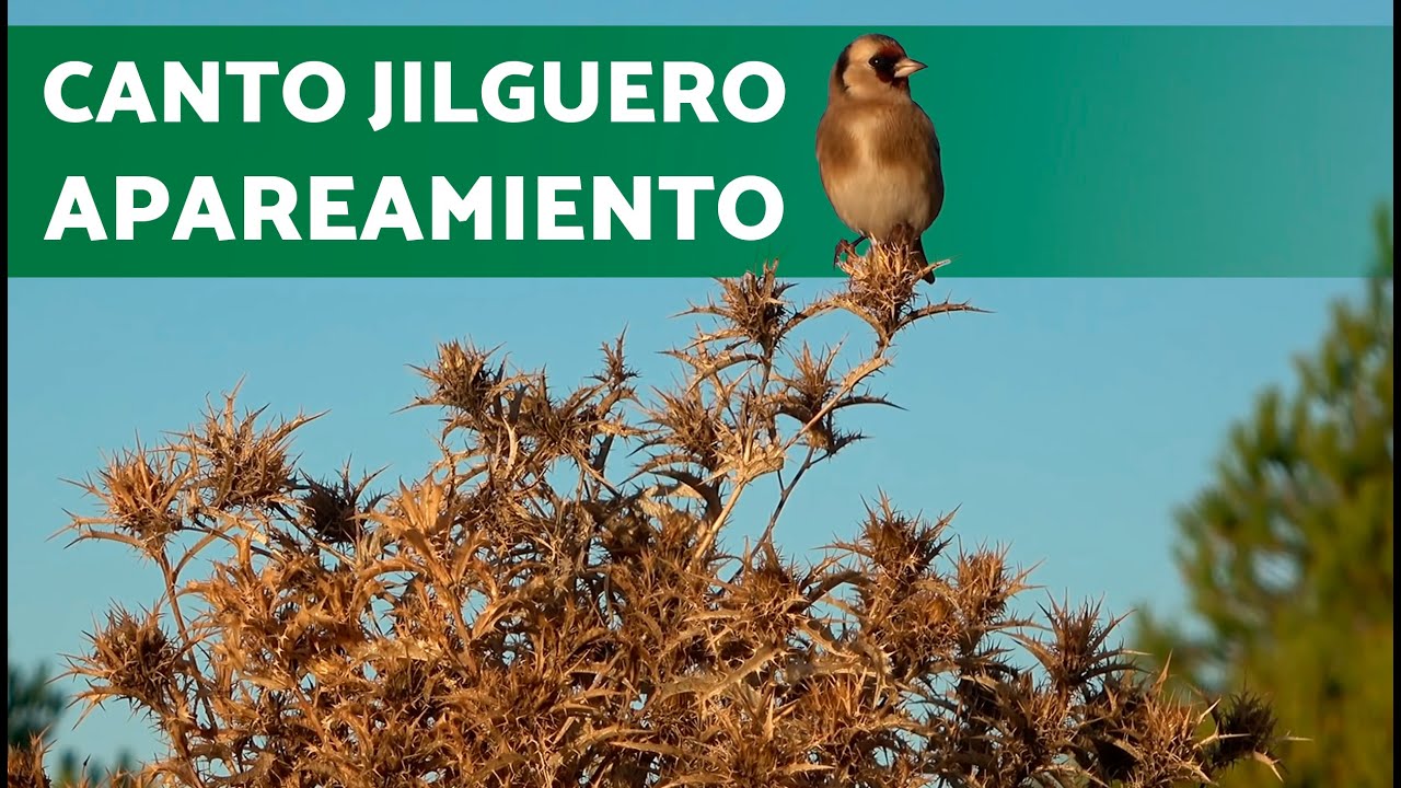 CANTO de JILGUERO para REPRODUCCIÓN