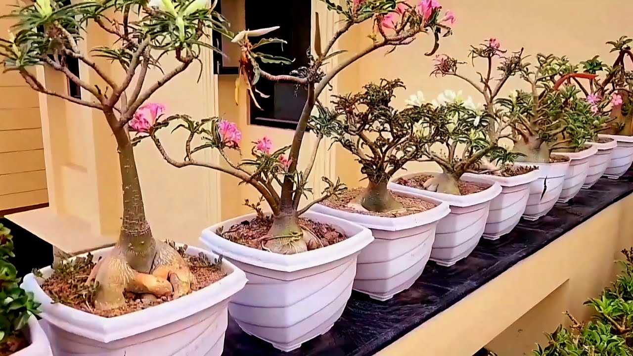 Seed Pod Adenium Crispum  Harvest and Germination & how to grow seeds #video #youtubeshorts #adenium