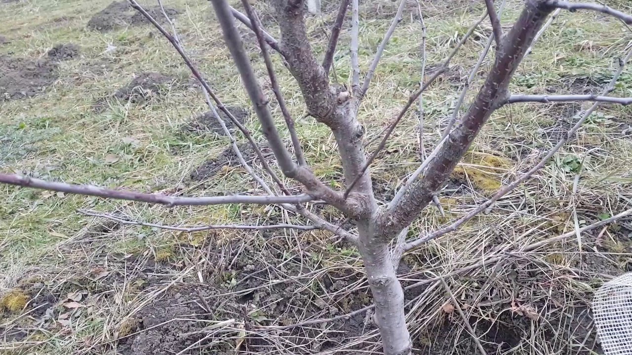 Ce greseli am făcut c&acirc;nd am &icirc;nființat livada