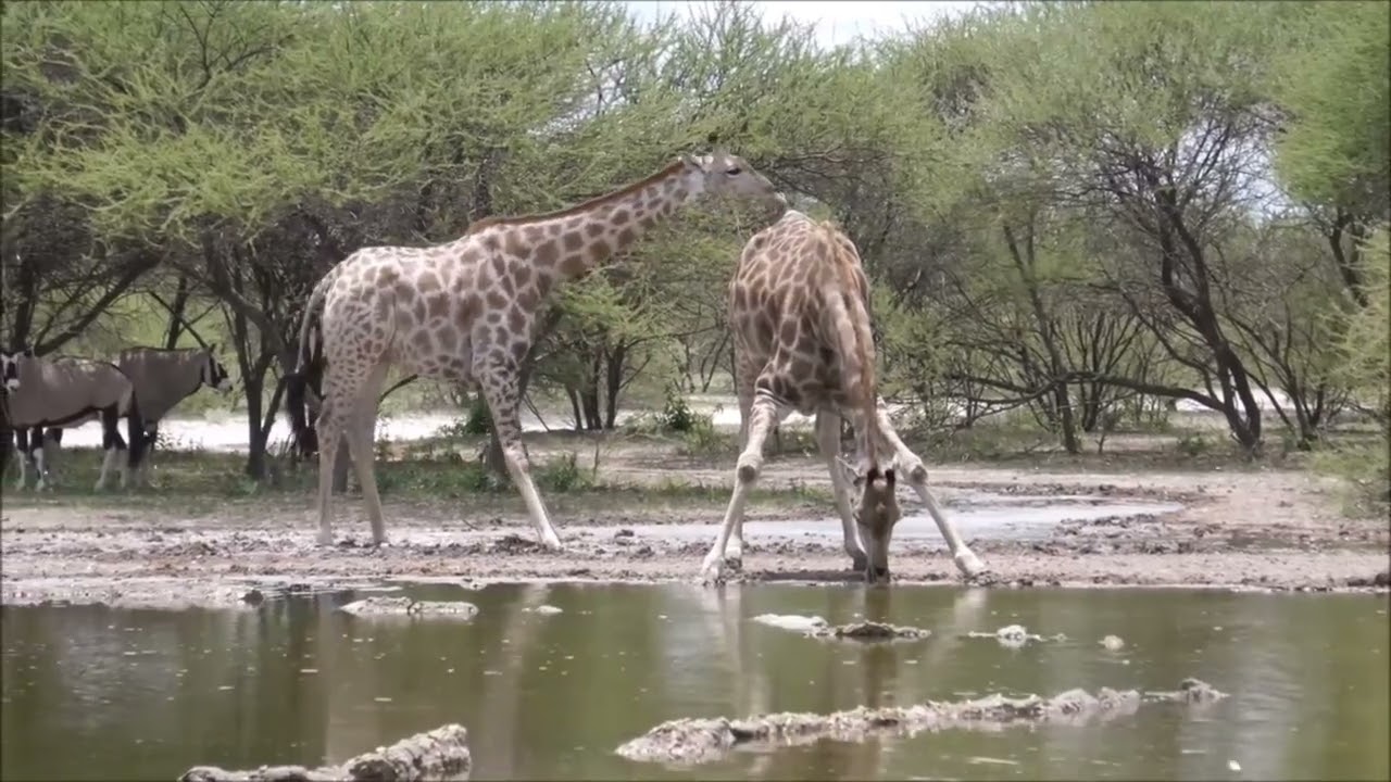 Giraffes Can't Dance.