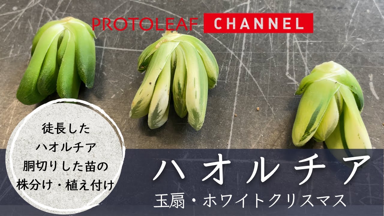 【ハオルチア】徒長したハオルチア 胴切りした苗の株分け・植え付け