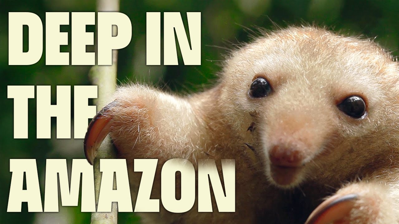 A World of Wonders: Uncovered | FULL DOCUMENTARY | Uncharted Amazon | @UltimateNatureDocs