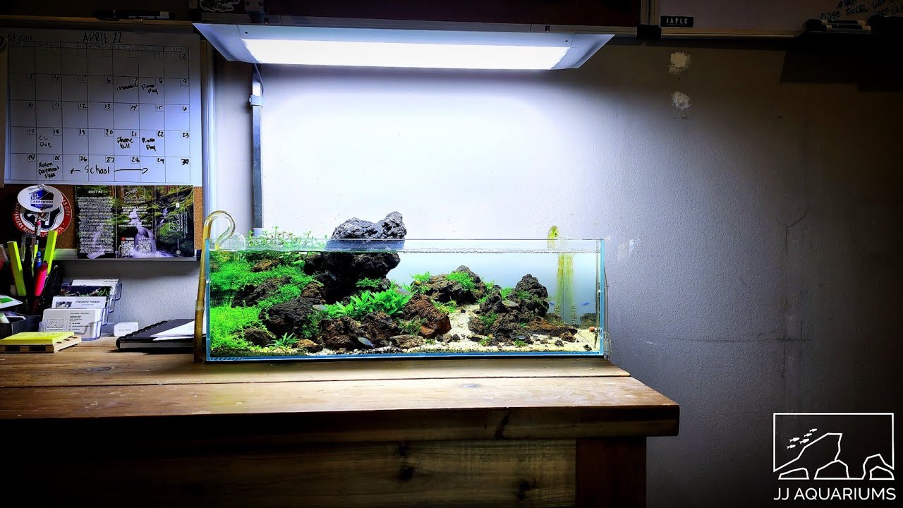 UPDATE | ADA 60F Iwagumi Aquarium