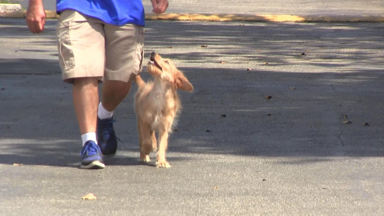 Is it EVER possible to stop using Food & Collars when Training Dogs and Puppies!