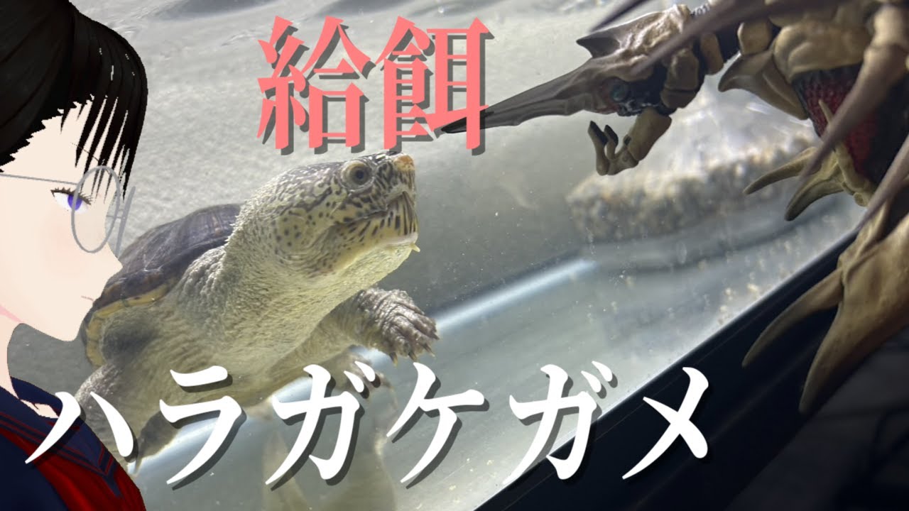 【給餌】かみくだけ！ハラガケガメ【捕食】
