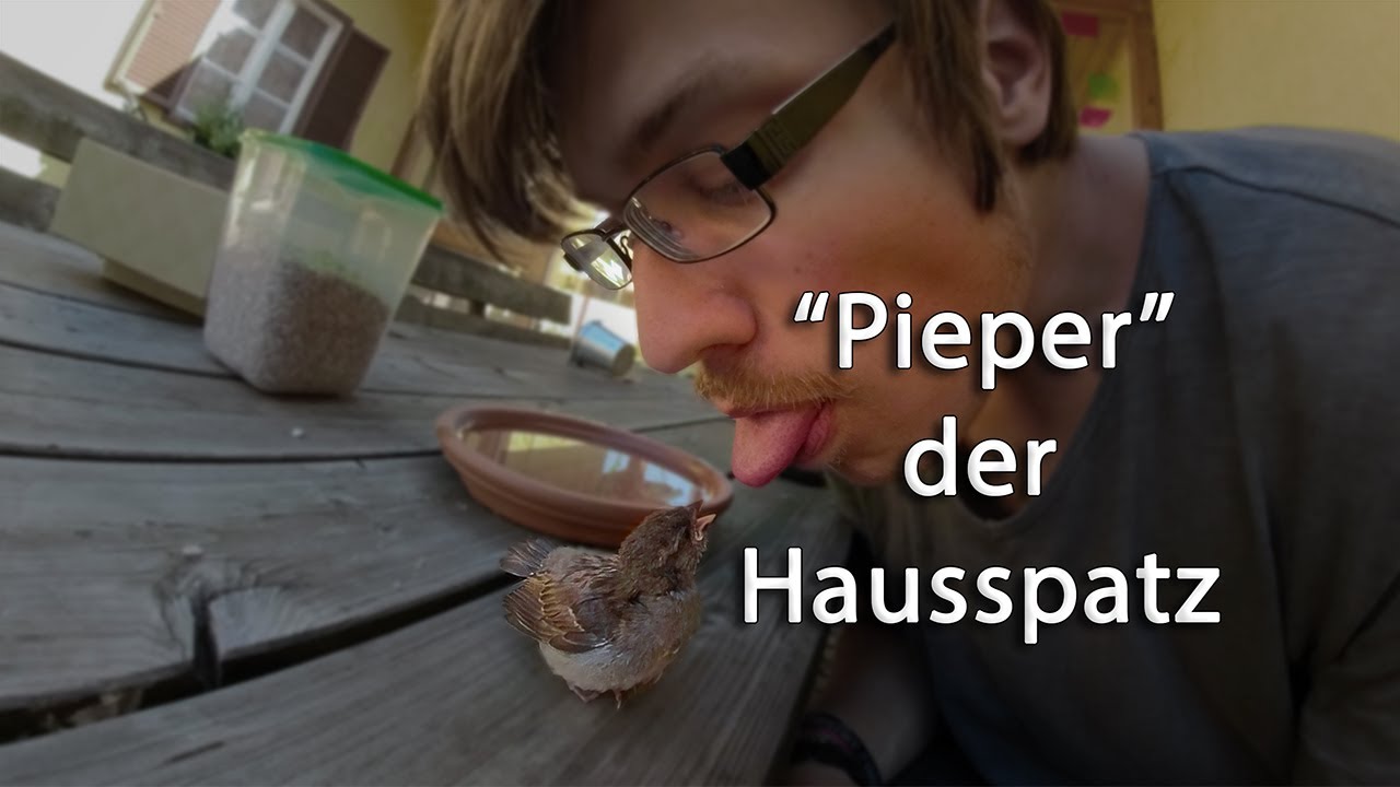 🐦 Hausspatz Baby gefunden und selbst aufgezogen | Haussperling Aufzucht