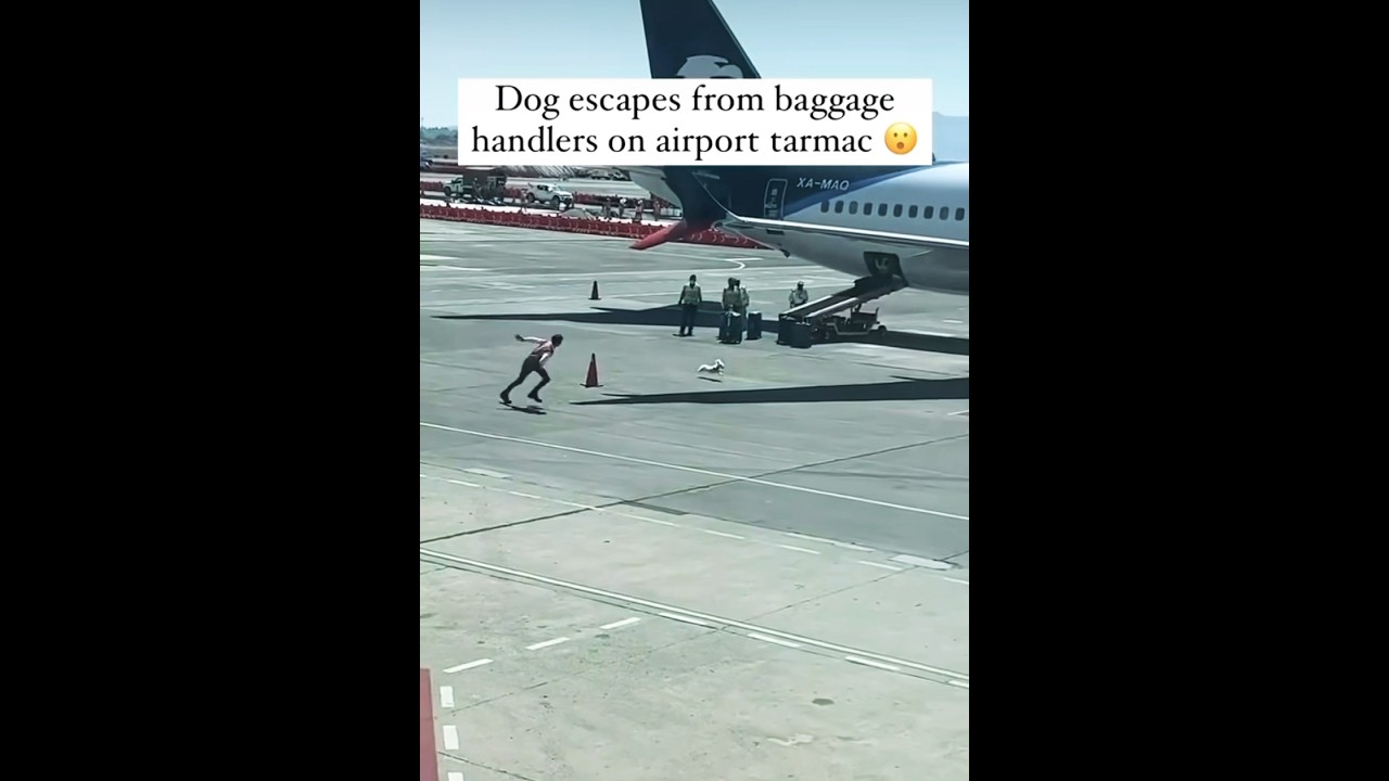 Dog escapes from baggage handlers on tarmac. 😯😳 #shorts #funny #dog