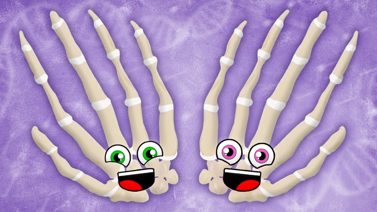 All Of The Bones In Your Hands | KLT Anatomy