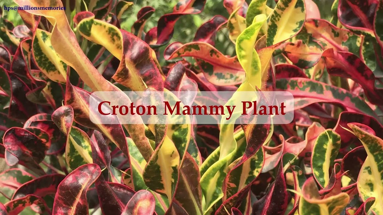 Beautiful Croton Plants (Codiaeum variegatum) #tropical