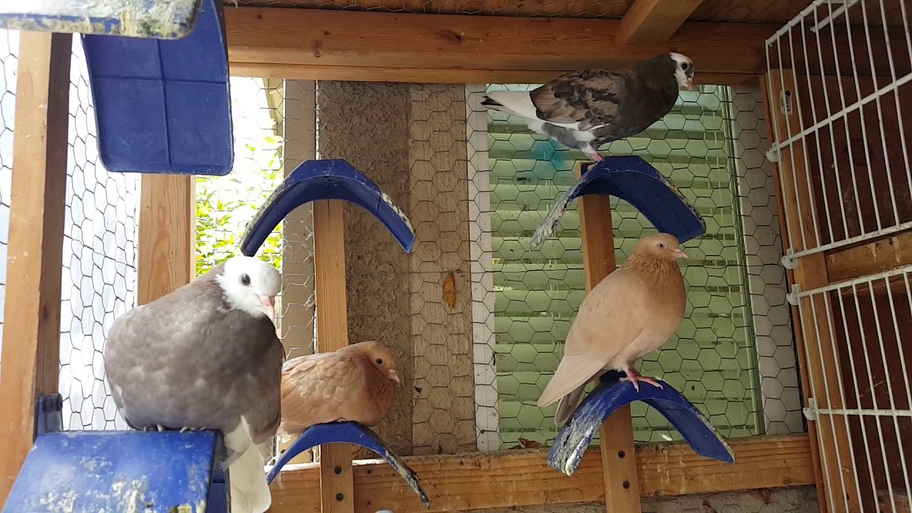 DVR Roller Pigeons #22: Visiting a cousin's loft. Beautiful pigeons.