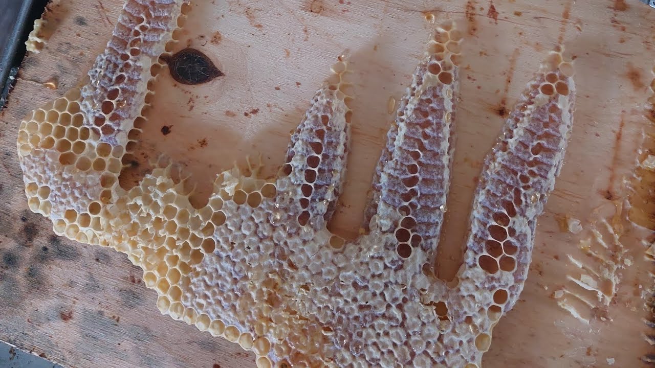Honey 🍯 Flight of bees 🐝 ОБЛЕТ ПЧЕЛ #Пчеловодство#МарийЭл