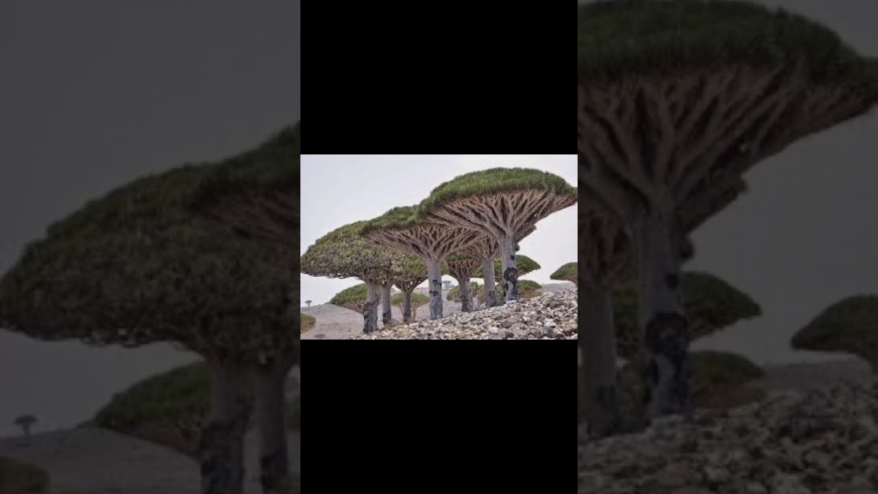 Dragon Blood Island &ndash; Nature&rsquo;s Secret Wonder