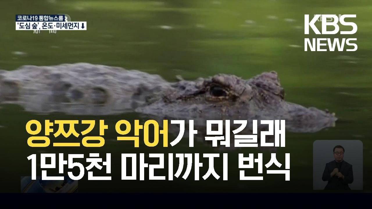 [글로벌K] 멸종위기종 양쯔강 악어, 개체 수 안정적 증가 / KBS 2021.07.22.