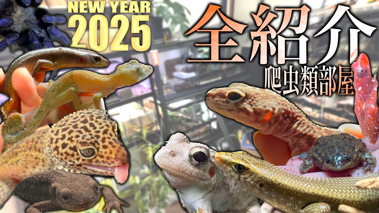 【爬虫類】2025年！飼っている生き物と趣味部屋を全紹介していきます！