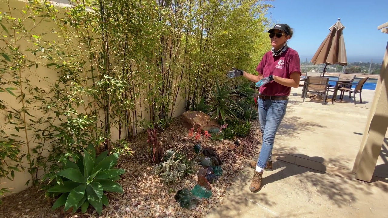 Chula Vista Garden Walkthrough with a Renovation on the Way May 2 2020