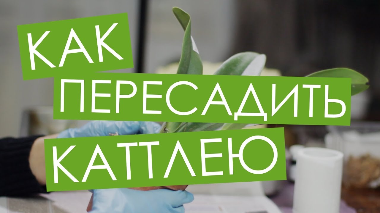 Как пересадить новую каттлею. Blc. Chian-Tzy General 'CT-Samuel' от Miki Orchid. Вып. 5