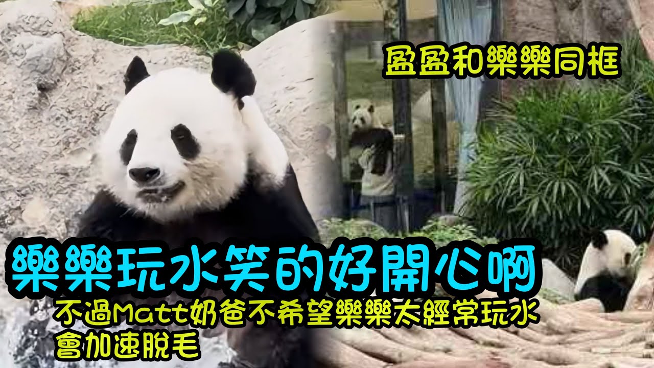 3月6日 樂樂的春天也來了，近期比較頻繁玩水，matt奶爸不希望樂樂經常晚睡#大熊貓加加得得 #香港大熊貓  #大熊貓家姐細佬