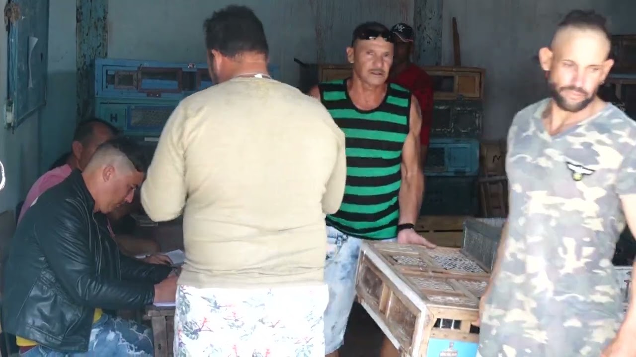 Inician temporada competitiva colombófilos de la Villa Blanca de Gibara
