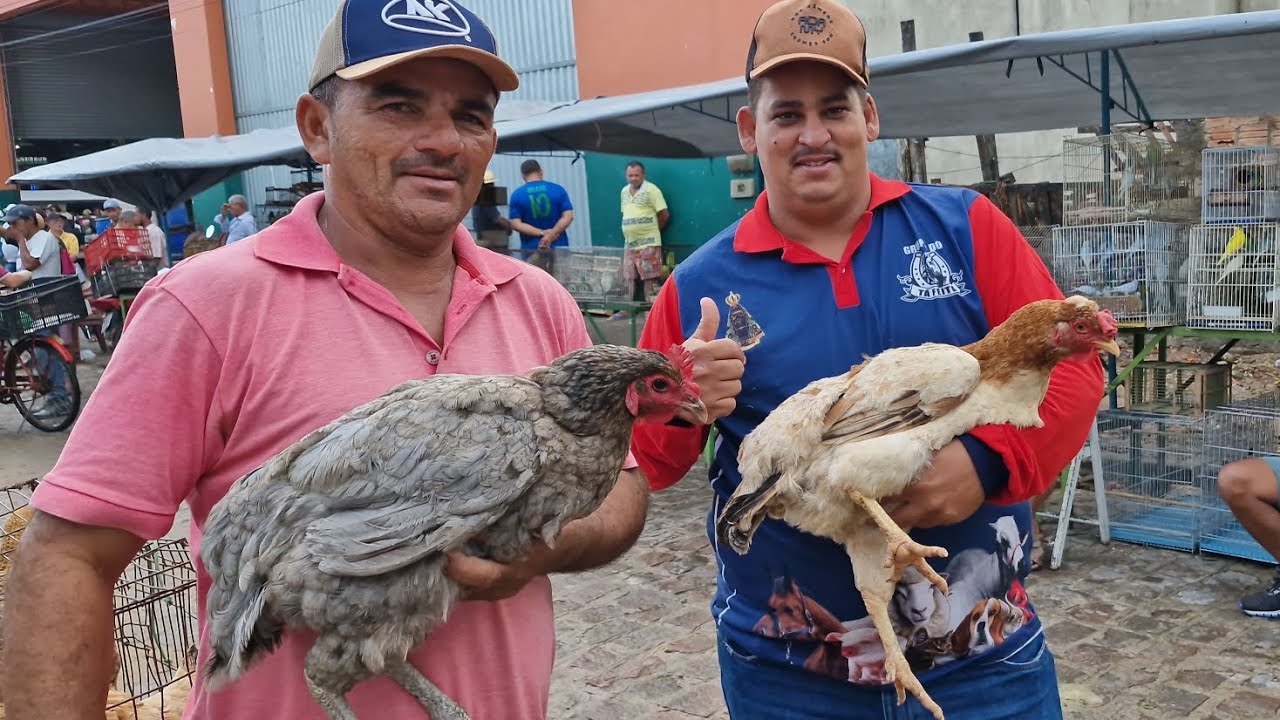 VANIO NA FEIRA DAS GALINHAS REGISTRADO AS NOVIDADES EM ARAPIRACA AL #NORDESTE 