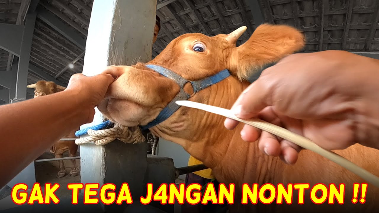 HIDUNGNYA DI TU5UK!! PROSES KELUH BOY SURO. SAPI LUCU HADIAH PERNIKAHAN
